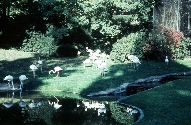 M24-Flamingos im Zoo - 1959